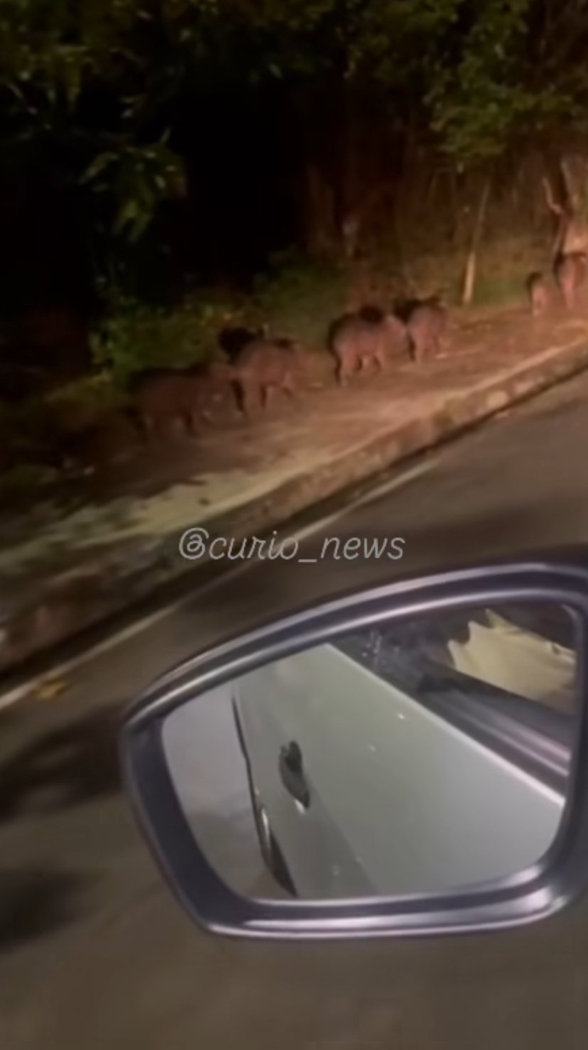 Capivaras são vistas andando em fileira em condomínio de Belém