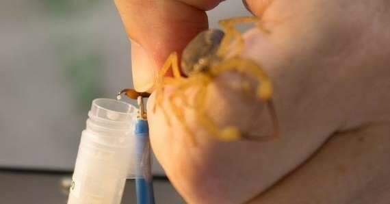 Casos de picadas por escorpiões no Pará seguem estáveis, mas cuidados devem ser mantidos o ano intei