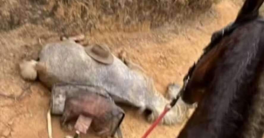 Cavalo que teve patas cortadas em SP estava vivo, aponta perícia
