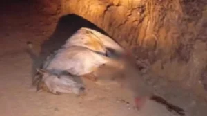 Cavalo tem as patas decepadas por jovem no interior de SP