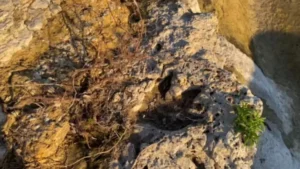 Inundações no Texas revelaram pegadas de dinossauros de milhões de anos