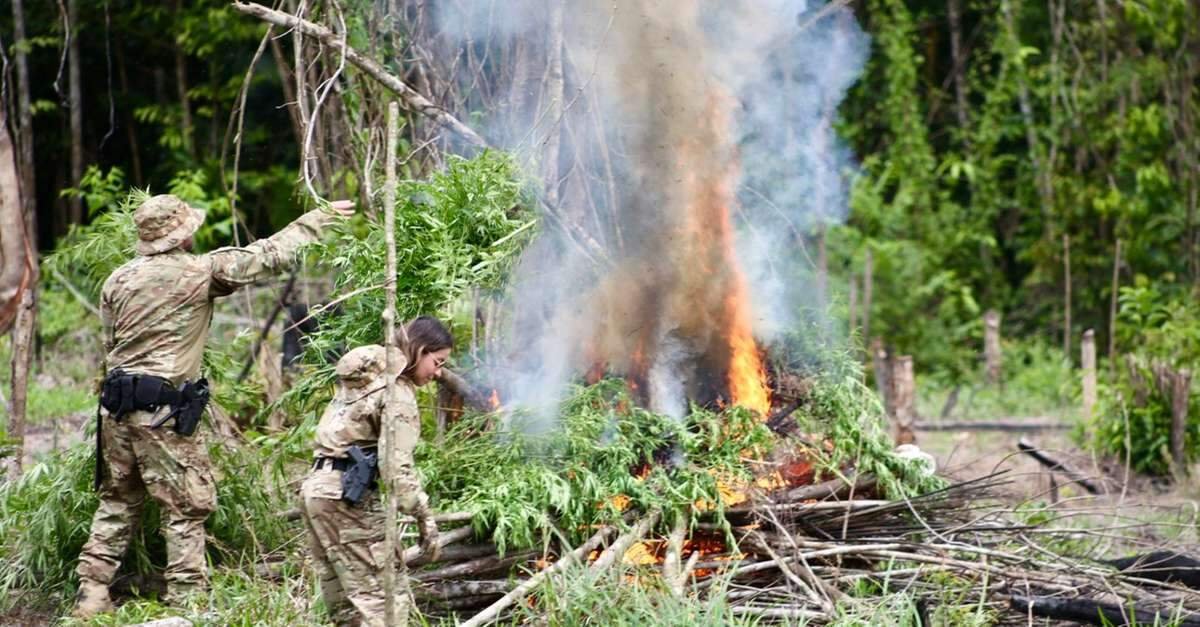 PF destrói mais de 120 mil pés de maconha no nordeste paraense