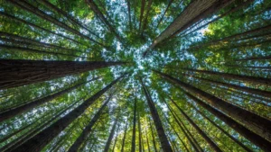 Produção florestal do país cresce 16,7% e chega a R$ 44,3 bi em 2024
