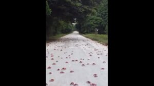 Milhares de caranguejos pintam Austrália de vermelho em migração anual