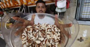 Castanha-do-Pará é reconhecida como patrimônio cultural imaterial do Estado