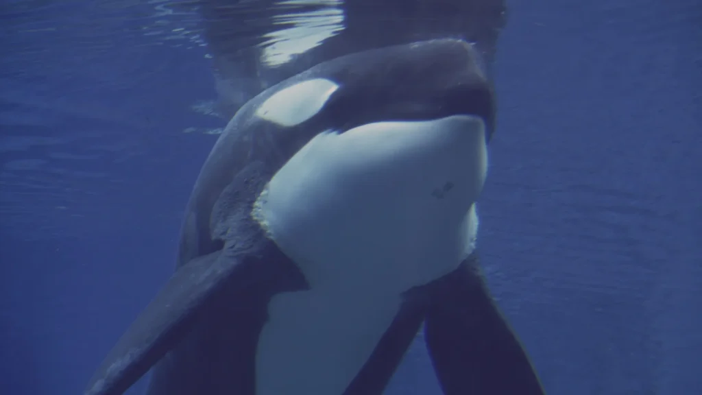 Família francesa tem barco afundado por sete orcas no Atlântico; vídeo