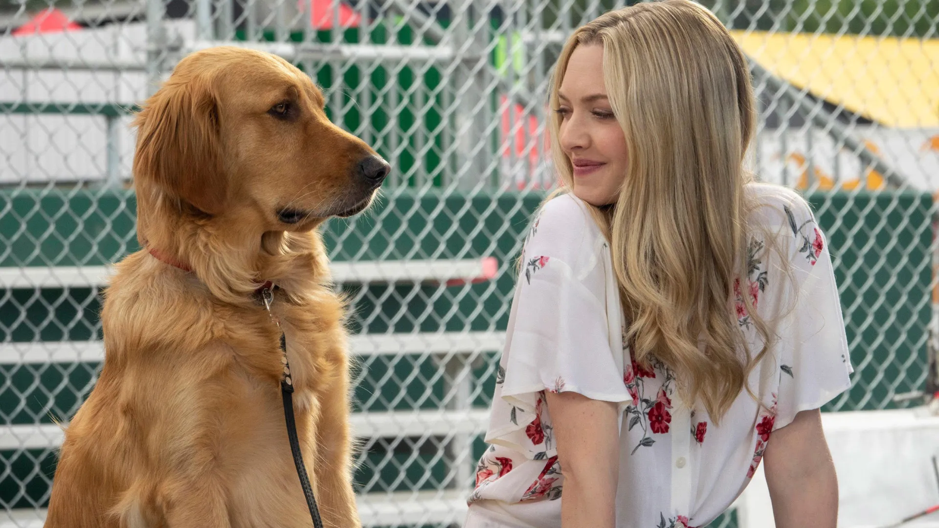 Filmes incríveis para assistir com seu cachorro 1 Filmes incriveis para assistir com seu cachorro.webp