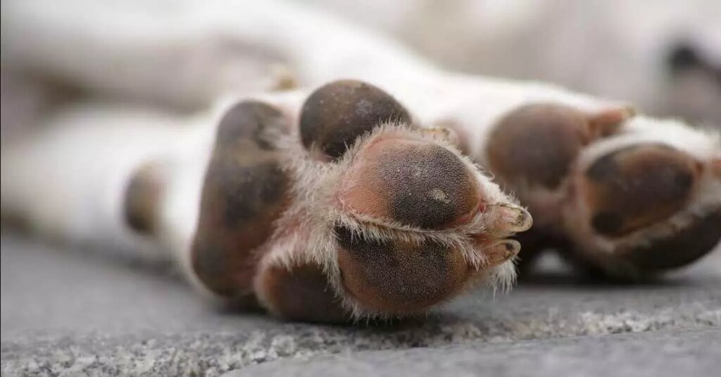 Idoso de 94 anos é suspeito de zoofilia com cachorras em Curuçá