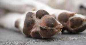 Idoso de 94 anos é suspeito de zoofilia com cachorras em Curuçá