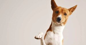 MP cobra ações de proteção animal em Igarapé-Miri após envenenamento massivo de cachorros