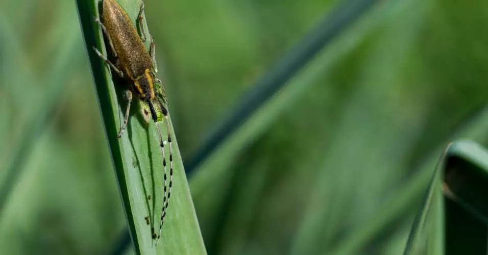 Pragas desafiam agricultura no Pará e acendem alerta em produtores e autoridades; entenda cenário