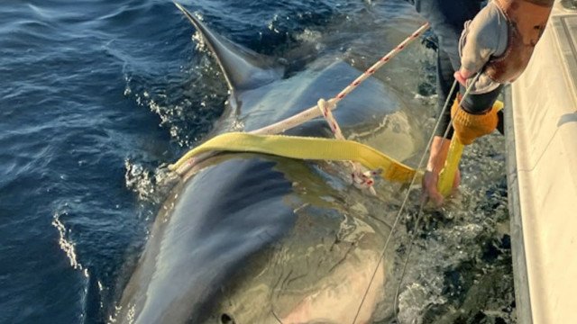 Tubarão-branco gigante retorna à costa dos EUA após migração ao Canadá