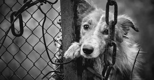 Homem é preso por maus-tratos a animais durante operação 'Patas Livres' em Salvaterra