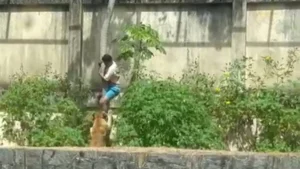 Homem morre após invadir espaço de leoa e ser atacado por animal em parque de João Pessoa