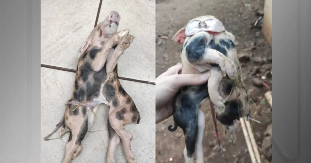 Leitão nasce com dois corpos e seis patas em Santa Catarina; veja video
