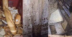 Panificadora é interditada em Belém após flagrante de infestação de baratas e alimentos vencidos