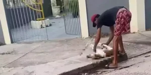 Cachorro agredido por carroceiro em Belém apresenta melhora e já se alimenta sozinho