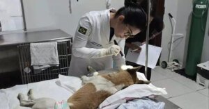 Cães vítimas de apedrejamento e baleamento passam por exames periciais no Pará