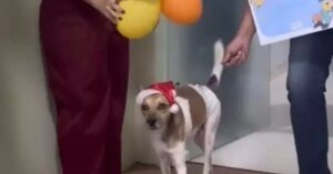 Gabriel, o cachorro agredido por carroceiro em Icoaraci, recebe alta