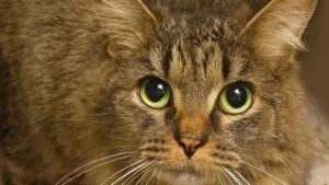 Gata desaparecida há 443 dias volta a casa nos EUA. "Milagre de Natal"