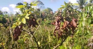 MPPA articula ações com órgãos técnicos e povos originários para conter avanço da vassoura-de-bruxa