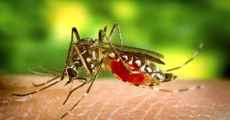 Home 6 Mortes por dengue triplicam no Pará em 2025; prevenção no inverno amazônico é essencial