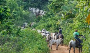 Operação em terra indígena no Pará resulta em mais um assassinato
