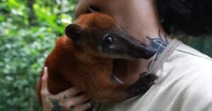 Quati ‘Nando’ faz número de visitantes aumentar no Bosque Rodrigues Alves