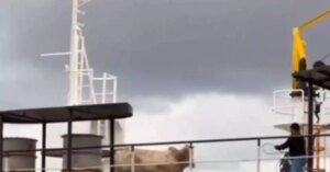 VÍDEO: Vaca se solta de proteção e causa confusão dentro de navio em Barcarena