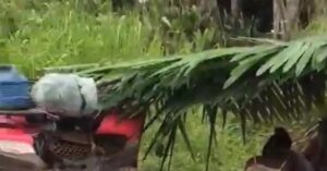 Criança morre em colisão entre quadriciclo e caminhonete na divisa de Anapu e Pacajá (PA)