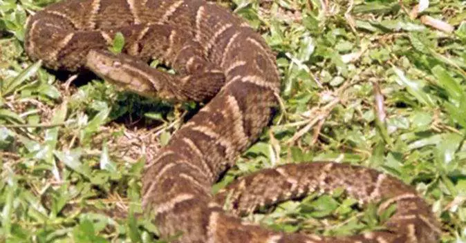 Menino de 5 anos leva picada de jararaca no Pará 356 Menino de 5 anos leva picada de jararaca no Pará