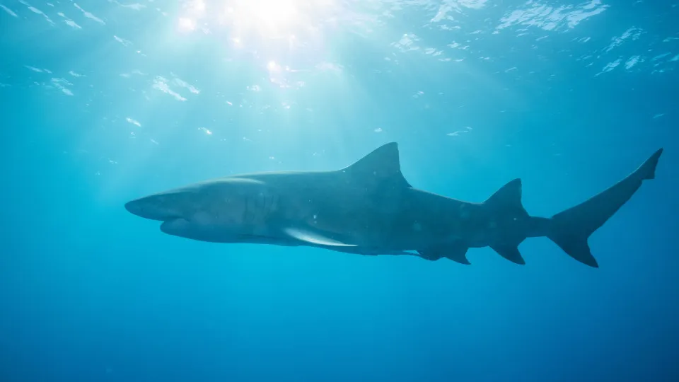 Tubarão-cabeça-chata de 3 metros causa ataque a adolescente em Recife, saiba mais 81 naom 68b708384c417