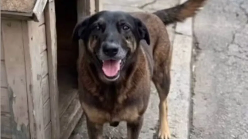 Justiça de Santa Catarina exige que redes sociais excluam dados de adolescentes envolvidos em caso de maus-tratos a animal 184 naom 6978920281232