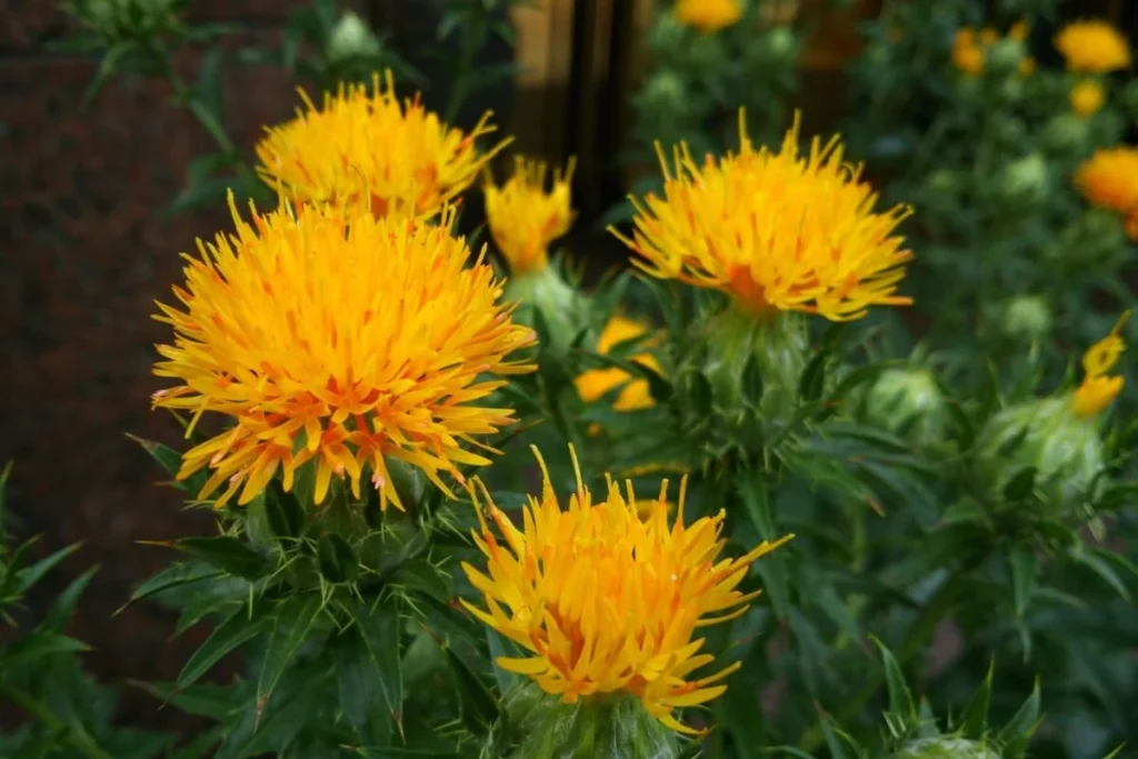 Cártamo: óleo rico em ômega 6 e vitamina E que reduz inflamação e protege o coração 317 news 2184 1769515763