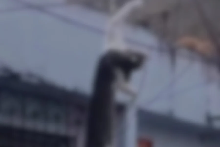 Ananindeua: denúncia de maus-tratos a gatos após tutor amarrar animal na Cidade Nova 6 56 news 2317 1769560066