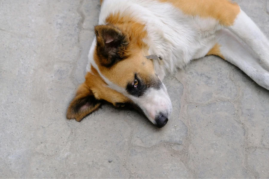 Belém amplia punições por maus-tratos a animais, multas até R$ 3.000 e regras mais claras 6 news 3025 1769882688